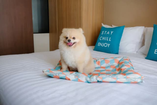 克羅斯活力清邁迪森酒店 (SHA Extra Plus 認證)-Pet-Friendly One Bedroom Suite-1