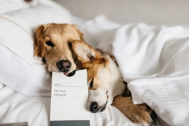 ザ ウェスティン ベイショア バンクーバー-スーペリア ルーム ダブルベッド 2 台 ガーデンビュー-3