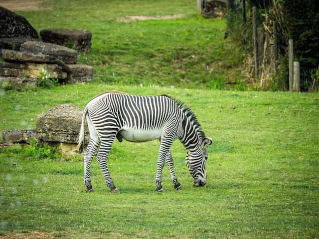 チェシントン リゾート ホテル-Azteca Monkey family room with Wanyama view-5