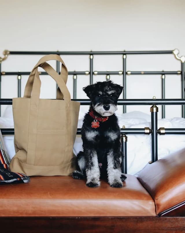 시카고 애슬레틱 어소시에이션, 하얏트 호텔-룸, 킹사이즈침대 1개 (Shower)-2