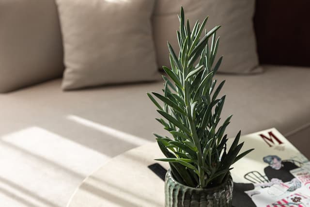 알마낙 X 알크론 프라하-이그제큐티브 스위트, 발코니-2