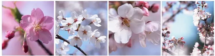 賞櫻,景點,舞鶴公園