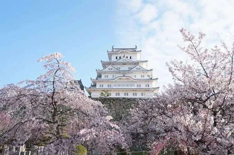 關西沐舞春櫻～竹田天空城、美山合掌村、伊根灣觀光船、天橋立姬路城五日