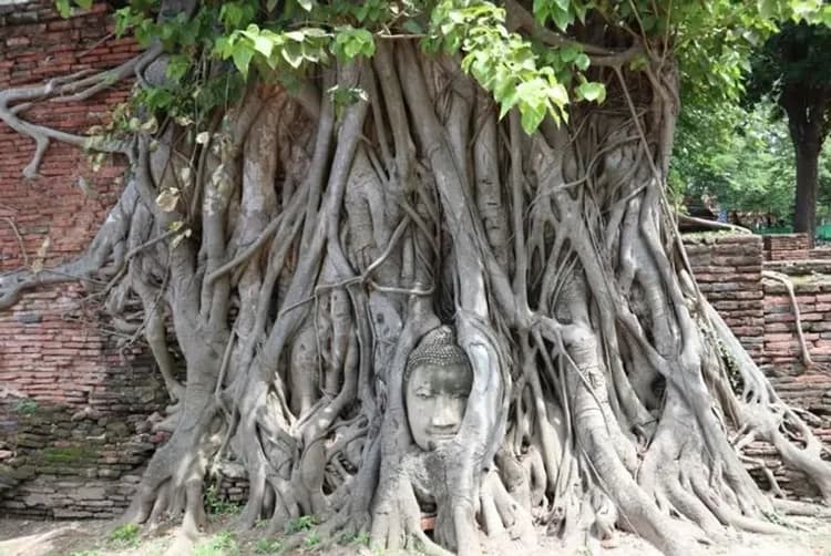 KHH曼芭限定GO～大城長頸鹿、東芭樂園、ALL STAR浪漫巡航、曼谷五星乙晚五日-6