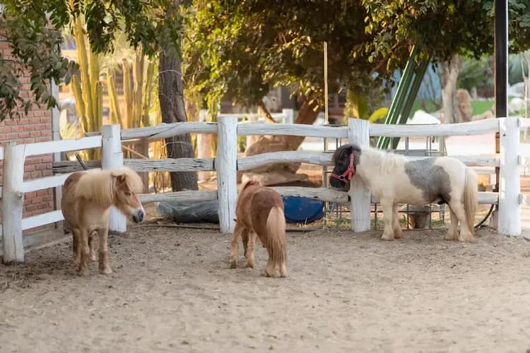 Children's activities