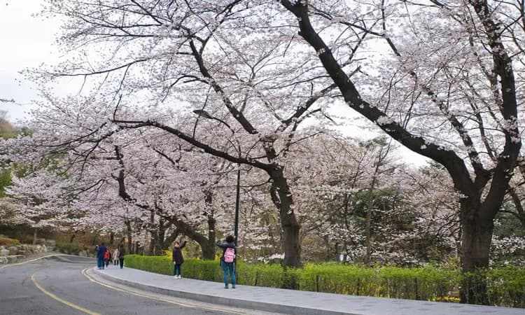 花現首爾｜春櫻療癒之旅～石村湖_汝矣島櫻花隧道_昌德宮．樂天賞櫻雨．遠美山杜鵑．南山炸櫻晴(一站購物彩妝)五日｜高雄-13