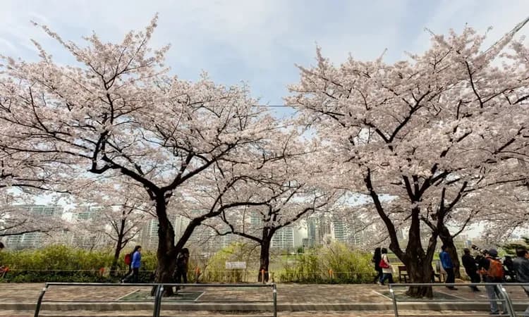 花現首爾｜春櫻療癒之旅～石村湖_汝矣島櫻花隧道_昌德宮．樂天賞櫻雨．遠美山杜鵑．南山炸櫻晴(一站購物彩妝)五日｜高雄-15