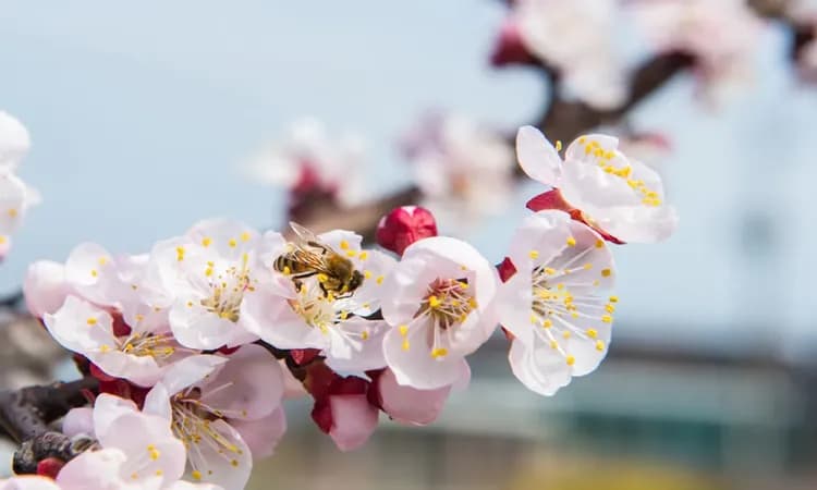 花現首爾｜春櫻療癒之旅～石村湖_汝矣島櫻花隧道_昌德宮．樂天賞櫻雨．遠美山杜鵑．南山炸櫻晴(一站購物彩妝)五日｜高雄-16