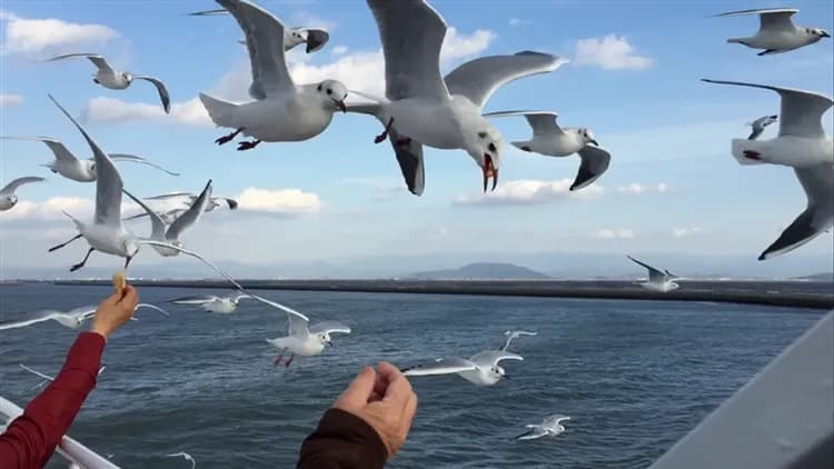 三零深度九州｜南北全覽.特色玉手箱列車．指宿沙浴．仙巖園．日南摩艾．湯布院~金鱗湖．三大蟹．四晚溫泉八日【高雄直飛】-16