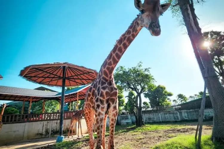 大城動物園(動物表演秀+水豚餵食體驗)