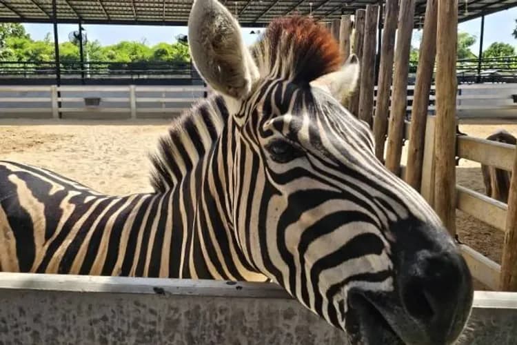 大城動物園(動物表演秀+水豚餵食體驗)