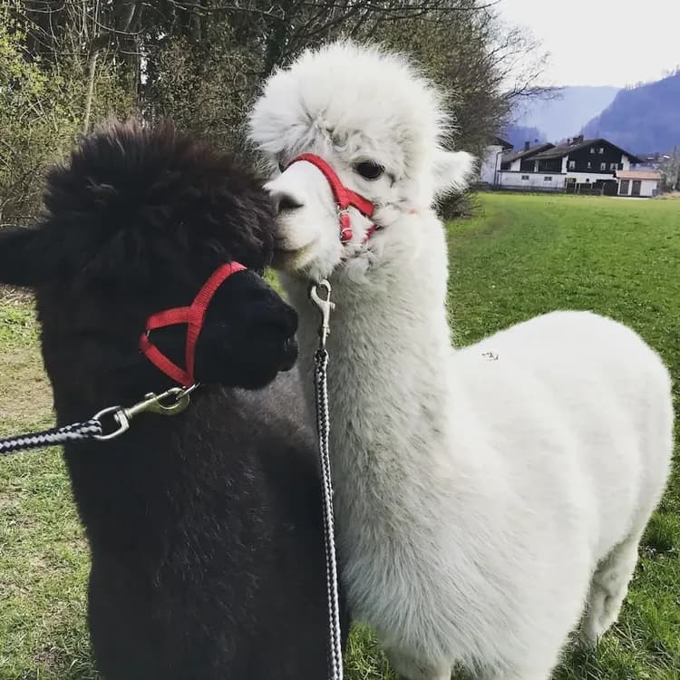 Children's activities