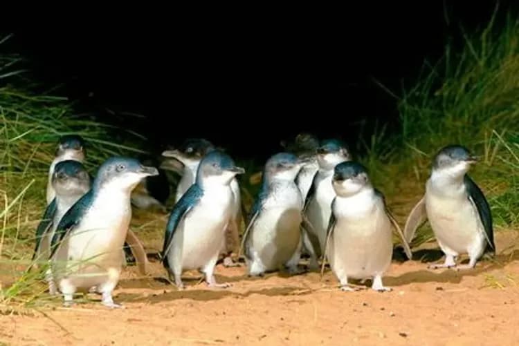 菲利浦島企鵝-神仙企鵝歸巢