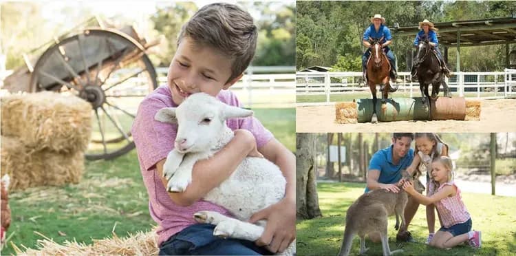 天堂鄉農莊與綿羊無尾熊邂逅