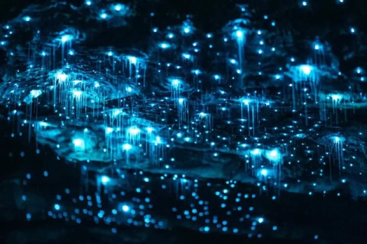 第阿納螢火蟲洞-南島生態體驗