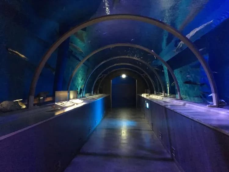 【限量搶北海道旅遊】冬季賞雪、札幌白色燈樹節、函館纜車、企鵝遊行、小樽漫遊、熊牧場、三大螃蟹、溫泉、五日、保住四晚溫泉-7