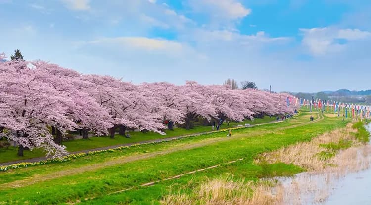 賞櫻預購折2000｜東北～河畔櫻花隧道～北上展勝地．盛岡城跡公園．奧入瀨溪散策．十和田官庁櫻花並木通．神社五日