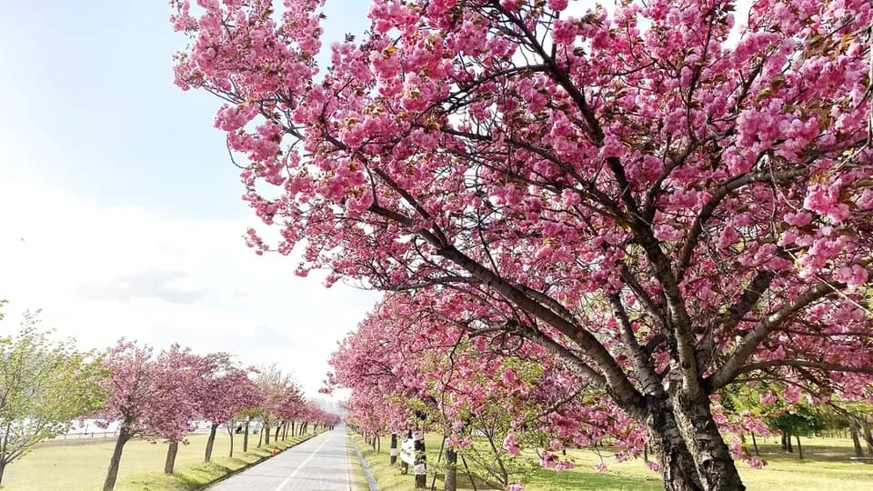 2026 首爾八重櫻花一日遊