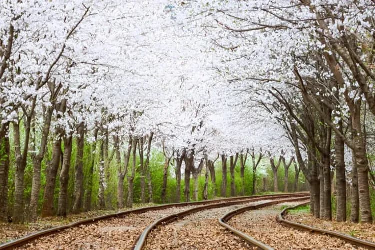 金裕貞鐵路自行車