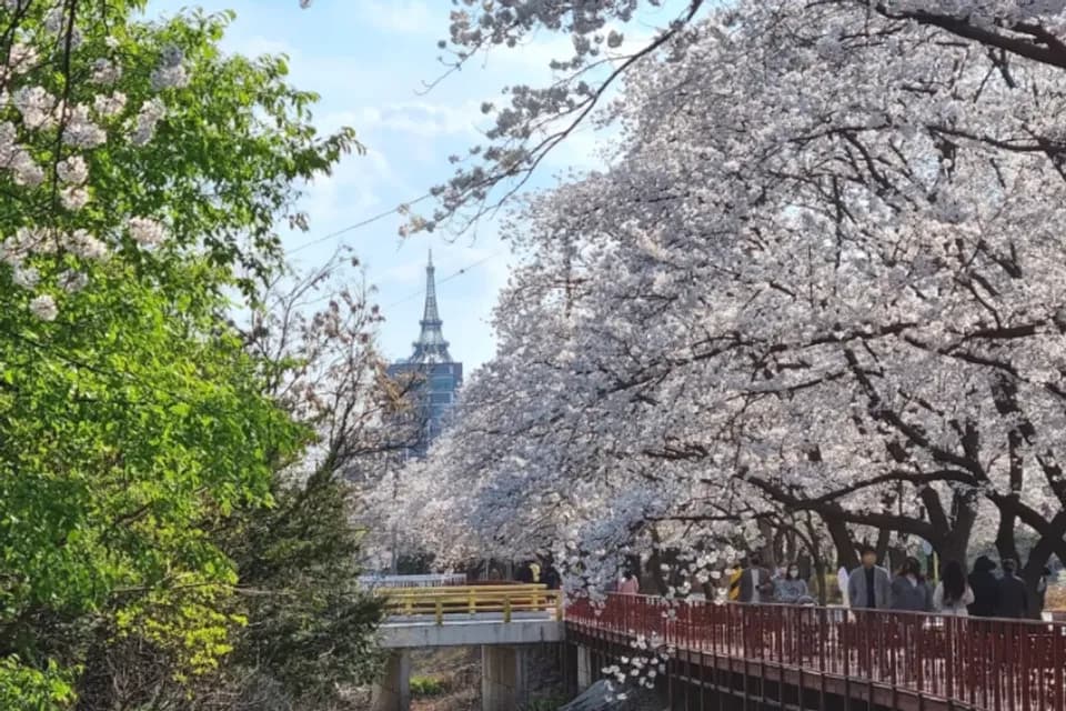 伊甸園櫻花路