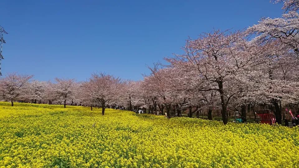 【櫻花季限定-赤城一日遊】渡良瀨川溪谷櫻花列車&赤城南面千本櫻一日遊｜東京/新宿出發-2