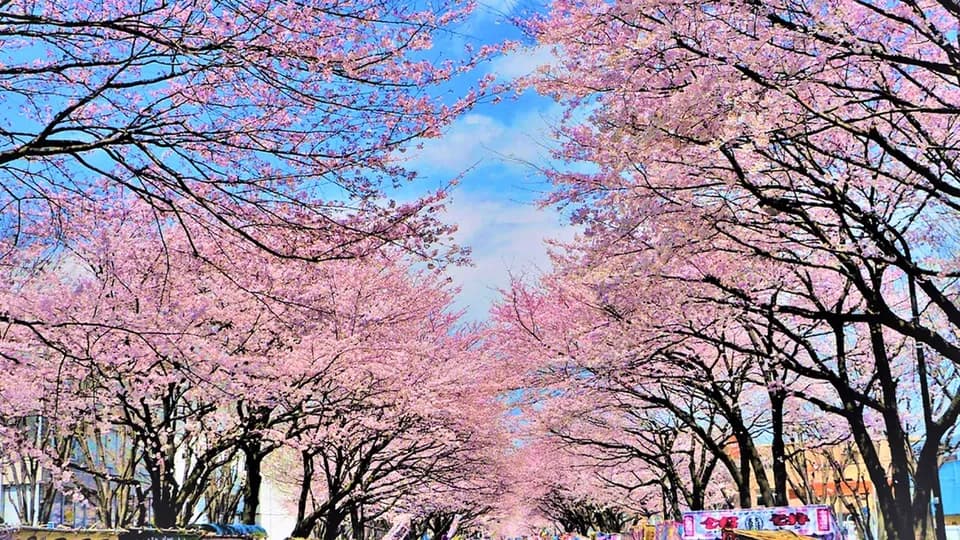 【櫻花季限定-東京一日遊】花香櫻韻東京賞櫻名所一日遊｜東京/新宿出發-2