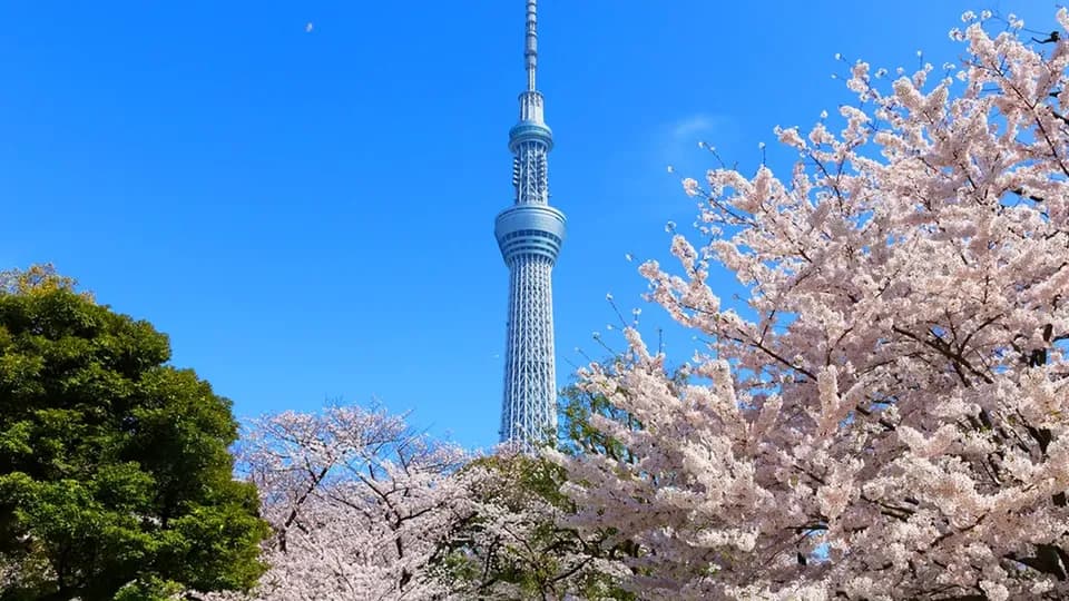 【櫻花季限定-東京一日遊】花香櫻韻東京賞櫻名所一日遊｜東京/新宿出發-3