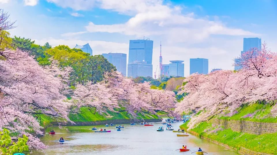 【櫻花季限定-東京一日遊】花香櫻韻東京賞櫻名所一日遊｜東京/新宿出發-2