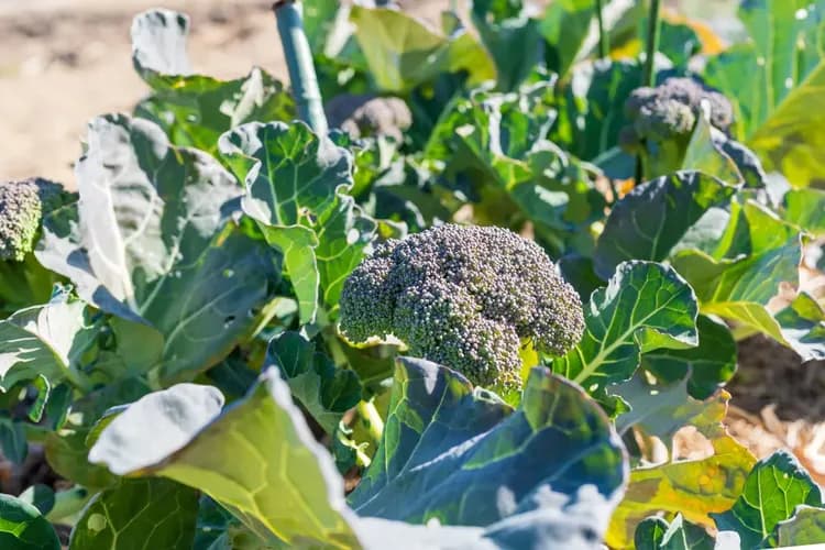 KAWANISHIEN farmhouse 河西園-19