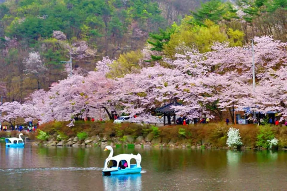 全州馬耳山賞櫻一天團