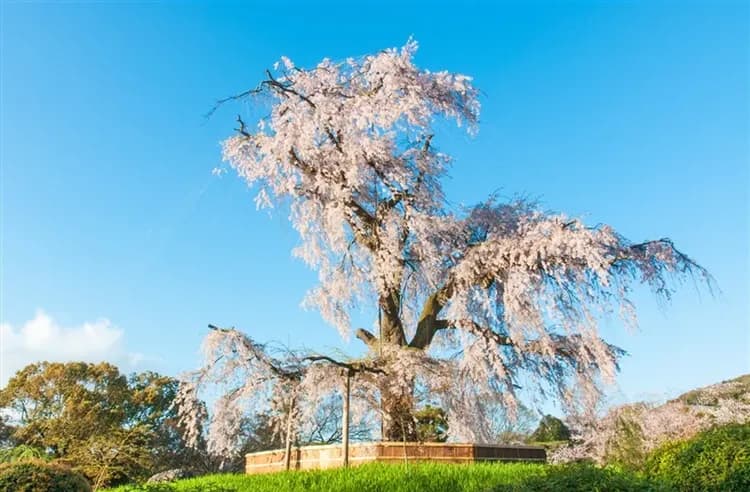 春櫻關西|全程無自費餐|祇園枝垂櫻.醍醐寺.櫻花隧道.宇治平等院.平安神宮.古都和服體驗五日|美食饗宴