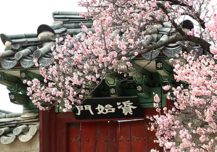 高出首爾賞櫻｜超浪漫~蠶室石村湖畔環湖櫻花步道.穿韓服遊昌德宮.雪嶽山.賞櫻勝地~首爾林(兩站購物)6日