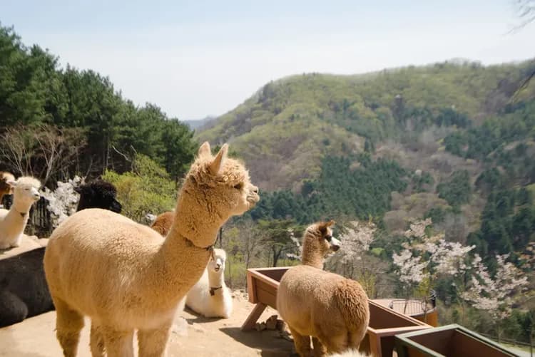 【首爾出發】羊駝牧場 Alpaca World 來回接駁巴士-5