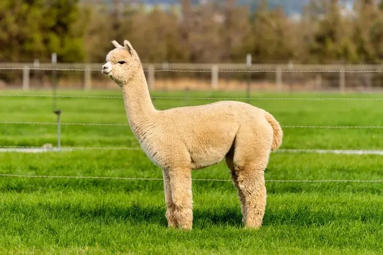 【首爾出發】羊駝牧場 Alpaca World 來回接駁巴士-6