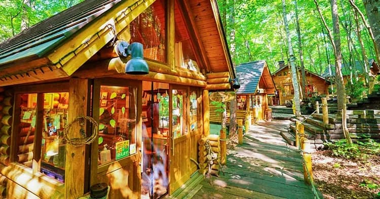 【北海道一日遊】北海道旭川動物園．美瑛．四季彩丘．森林精靈露台一日遊｜中文導遊｜札幌出發-5