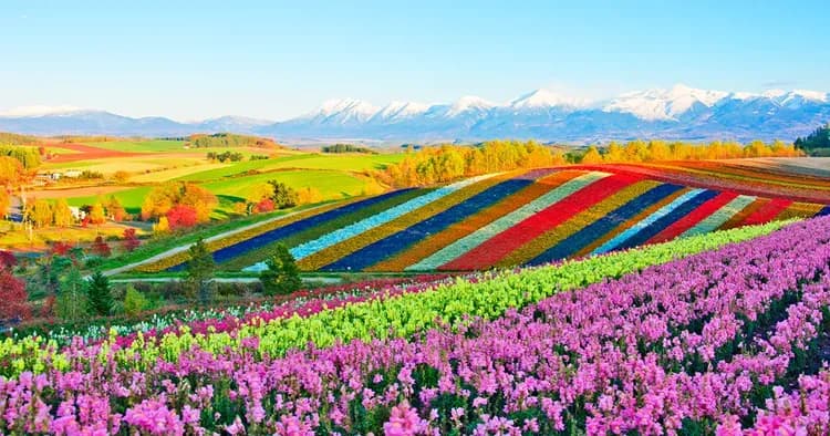 【北海道一日遊】北海道旭川動物園．美瑛．四季彩丘．森林精靈露台一日遊｜中文導遊｜札幌出發-7