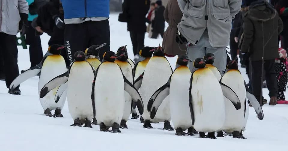 【北海道一日遊】北海道旭川動物園．美瑛．四季彩丘．森林精靈露台一日遊｜中文導遊｜札幌出發
