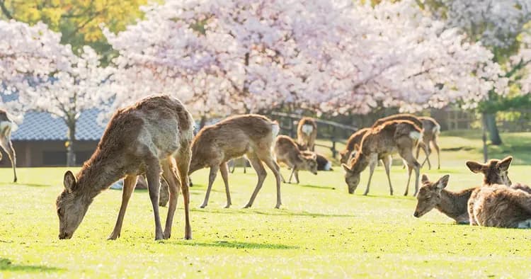 【奈良一日遊】奈良萌鹿．宇治抹茶溫泉一日遊｜大阪出發-5