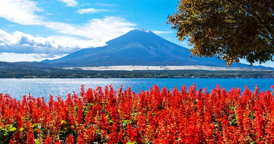 【富士山一日遊】富士山熱門網紅打卡景點一日遊｜東京/新宿出發-4