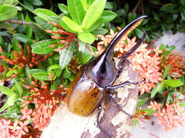 暑假，也是甲蟲的季節