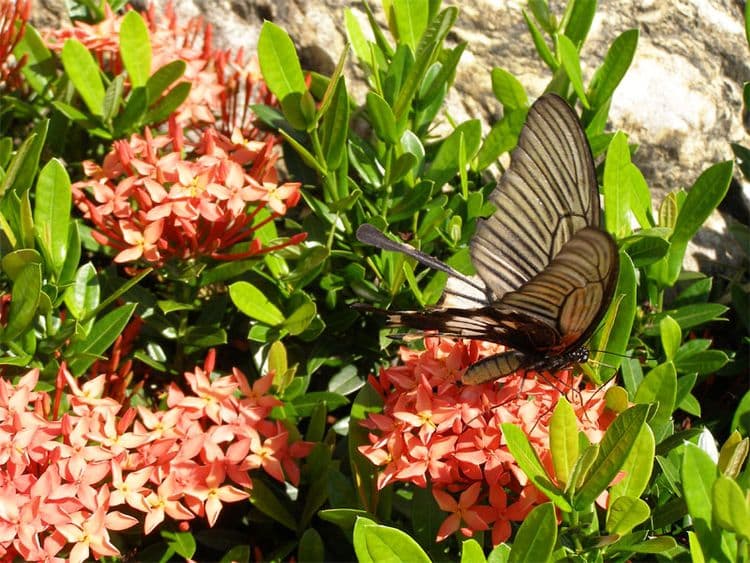 園區彩蝶翩翩飛舞，讓您像在夢幻國度內喔！