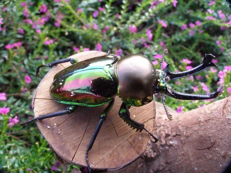 鳳凰宿甲蟲生態民宿-6