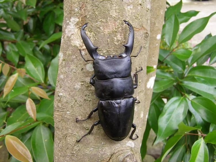 鳳凰宿甲蟲生態民宿-7