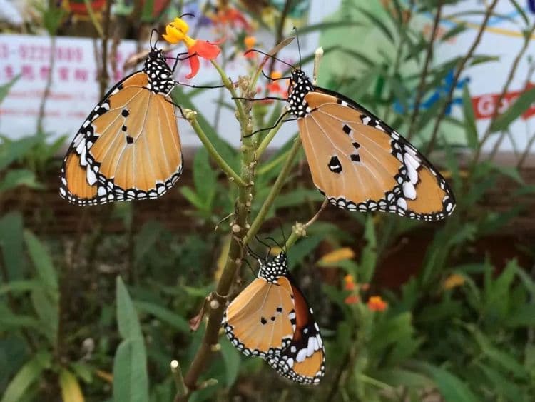 鳳凰宿甲蟲生態民宿-5