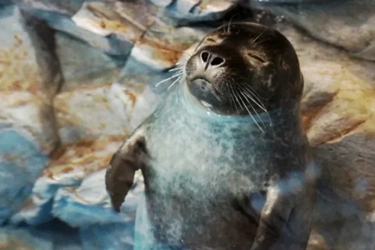 濟州水上星球(AQUA PLANET)水族館-水上星球水族館