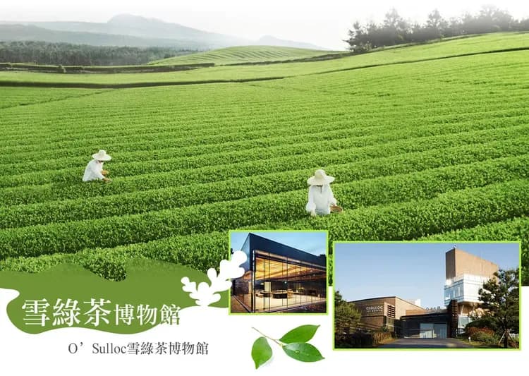 【不進人蔘保肝．蔚藍濟州５天】海水汗蒸幕、史努比庭園、羊駝牧場、網美海景咖啡廳、海鮮鍋全程四星[含稅]-7