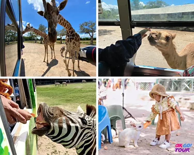 【曼谷出發】北碧野生動物園一日遊＋死亡鐵路＋桂河大橋-7