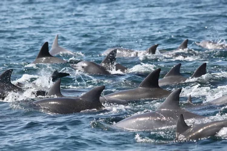 兒童最高折1萬|九州天草賞海豚.由布院貓頭鷹之森.自然野生動物園搭乘叢林巴士.稻佐山斜坡車.別府溫泉五日-6