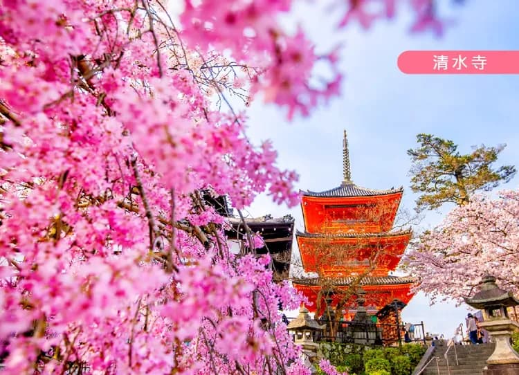 神戶星體驗關西四都饗宴6日.有馬溫泉纜車.和服體驗.清水寺.奈良小鹿.美山合掌村.六甲山.神戶牛龍蝦.一晚五星(長榮)