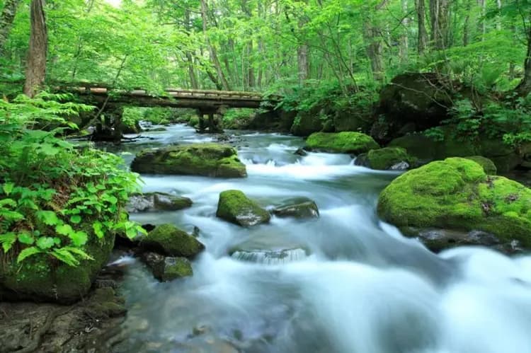 初心遊│東北春夏EMOTION餐廳列車企劃│米其林綠色指南奧入瀨溪流．十和田湖．世界遺產中尊寺．日本三景松島．青森星野百-13